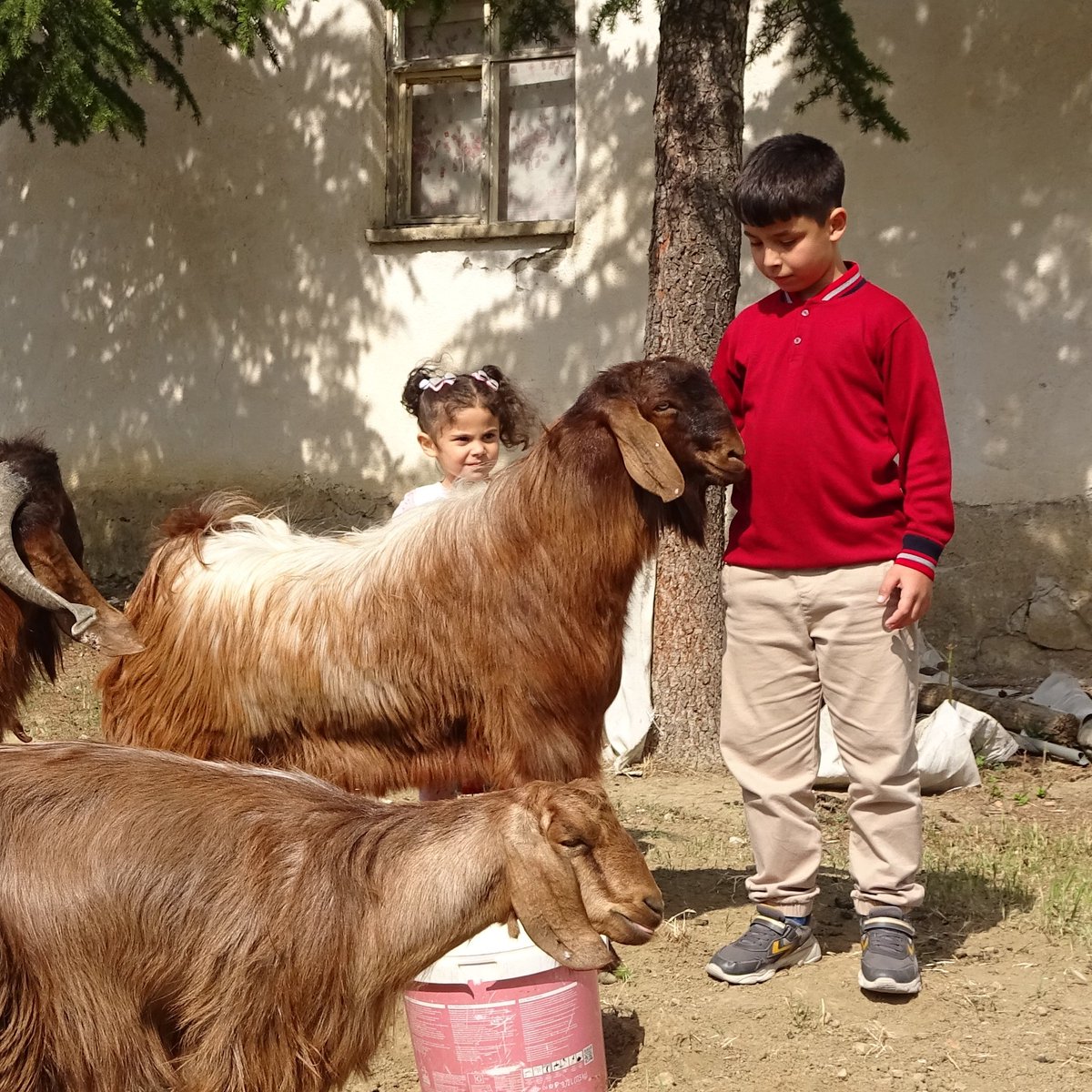 Yozgat'ta Çobanlık Yapan 11 Yaşındaki Emir Ali Bursluluk Sınavında Tam Puan Aldı