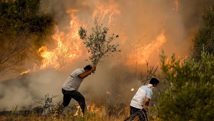 Türkiye'de Son Bir Haftada 624 Orman Yangını