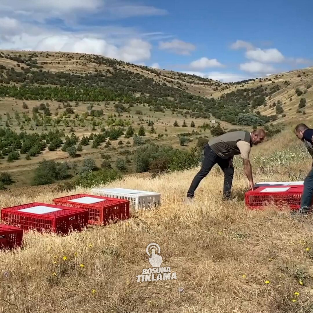 Yozgat'ta Yüzlerce Kına Kekliği Kene Mücadelesinde Göreve Başladı