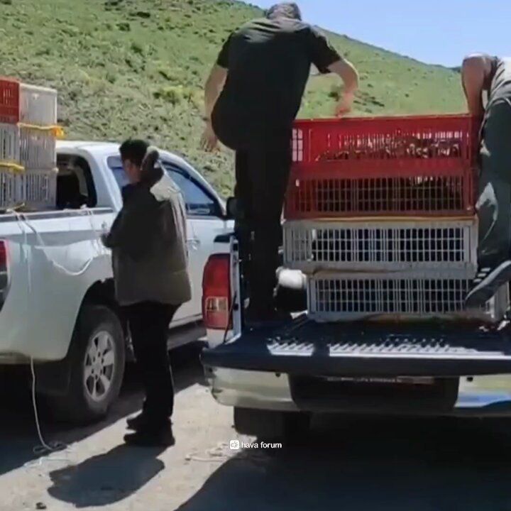 Kene Mücadelesinde Yeni Destek: 15 Bin Keklik Doğaya Salındı