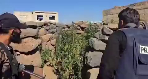 Süveyda'da Dürzilere Ait Olduğu İddia Edilen Kenevir Tarlası Bulundu