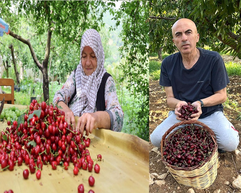 Karaman'da Kiraz Fiyatları Rekor Kırdı: Tarihi Bir Dönüm Noktası