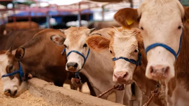 Tarım ve Orman Bakanlığı : Şap Hastalığı Kontrol Altında: Aşılama Oranı Yüzde 92'ye Ulaştı