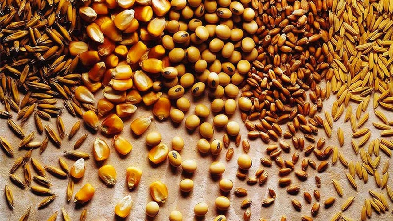 Sıfır Gümrükle : Arpa ve Mısır İthalatında Tarife Kotası 1 Milyon Tona Çıktı