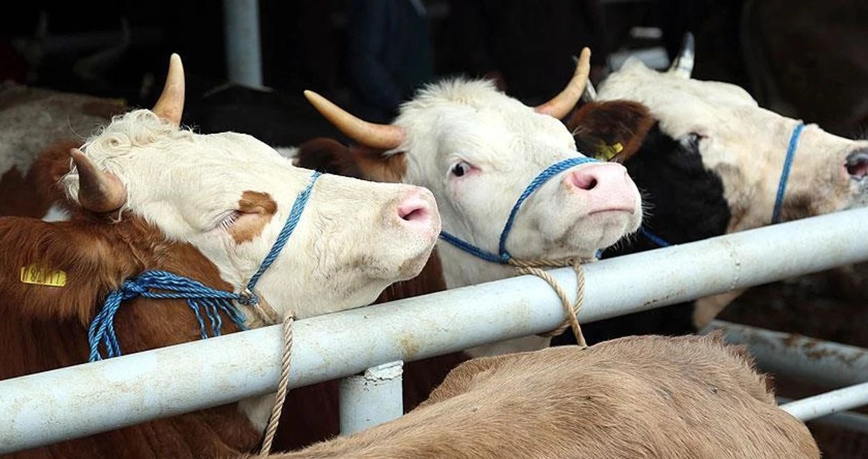 Kırmızı Ete İthalat Desteği: 2026'da 500 Bin Baş Sığır Geliyor